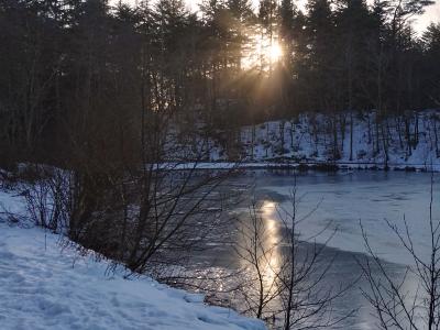 Tversted Klitplantage